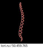 Neon spine human Spinal Lateral view Vertebras Dorsal vertebrae red color vector illustration image flat style light. Neon spine human Spinal Lateral view Vertebras Dorsal vertebrae red color vector illustration image flat style. Стоковая иллюстрация, агентство Ingram Publishing / Фотобанк Лори