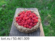 Малина в плетеной  травяной корзинке   на деревянной скамейке. Стоковое фото, фотограф Лариса Веселова / Фотобанк Лори