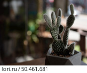  Cactus trees in pots,selective focus. Стоковое фото, агентство Ingram Publishing / Фотобанк Лори