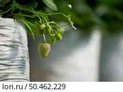 Young unripe strawberry on it’s branch with leaf plant. Стоковое фото, агентство Ingram Publishing / Фотобанк Лори