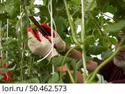 Growing watermelons in a greenhouse. Harvest rationing. A man removes an extra ovary from a stem with a sharp knife. Стоковое фото, фотограф Роман Дзюбало / Фотобанк Лори