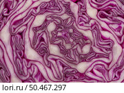 Close up view of a purple cabbage (Brassica oleracea var. capitata f. rubra) texture. Стоковое фото, агентство Ingram Publishing / Фотобанк Лори