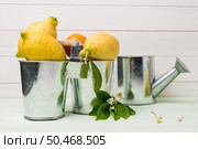 Limes and vintage metal retro watering cans over light green wooden table. Стоковое фото, агентство Ingram Publishing / Фотобанк Лори