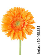 Orange gerbera daisy flower isolated on white background. Стоковое фото, агентство Ingram Publishing / Фотобанк Лори