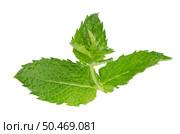 Fresh mint leaves isolated on white background. Стоковое фото, агентство Ingram Publishing / Фотобанк Лори