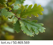 A leaf of an oak tree is wet. Стоковое AI-изображение, AI-художник Екатерина Борисова / Фотобанк Лори