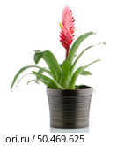 Red bromelia flower on white background. Стоковое фото, агентство Ingram Publishing / Фотобанк Лори