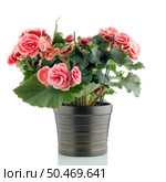 Pink begonia plant in a dark flowerpot on white background. Стоковое фото, агентство Ingram Publishing / Фотобанк Лори
