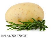 New potato isolated on white background close up. Стоковое фото, агентство Ingram Publishing / Фотобанк Лори