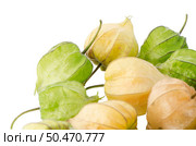 Physalis fruit (Physalis peruviana) on a white background. Стоковое фото, агентство Ingram Publishing / Фотобанк Лори