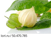 Physalis fruit (Physalis peruviana) on a white background. Стоковое фото, агентство Ingram Publishing / Фотобанк Лори