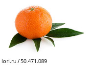 Fresh orange mandarin isolated on a white background. Стоковое фото, агентство Ingram Publishing / Фотобанк Лори