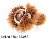 Chestnuts with shell isolated on white background. Стоковое фото, агентство Ingram Publishing / Фотобанк Лори