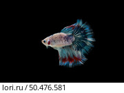 Beautiful colorful of siamese betta fish . Стоковое фото, агентство Ingram Publishing / Фотобанк Лори
