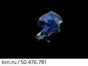 Beautiful colorful of siamese betta fish . Стоковое фото, агентство Ingram Publishing / Фотобанк Лори