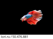 Beautiful colorful of siamese betta fish . Стоковое фото, агентство Ingram Publishing / Фотобанк Лори