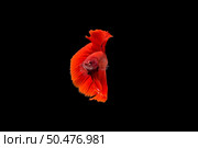 Beautiful colorful of siamese betta fish . Стоковое фото, агентство Ingram Publishing / Фотобанк Лори