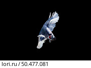 Beautiful colorful of siamese betta fish . Стоковое фото, агентство Ingram Publishing / Фотобанк Лори