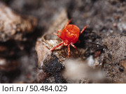 Красный бархатный паук на земле. Стоковое фото, фотограф Валентина Игнатенко / Фотобанк Лори