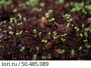 Seedlings in the planting tray. Selective focus. Стоковое фото, агентство Ingram Publishing / Фотобанк Лори