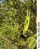 Green pods, compressed, pruinous and contracted between the seeds of an Acacia dealbata. Стоковое фото, агентство Ingram Publishing / Фотобанк Лори