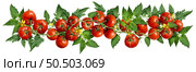 Ripe Tomato vine as ripened red fruit representing gardening and vegetable agriculture as ripened tomatoes for a salad or salsa sauce and ketchup as a spring and summer farming design element. Стоковое фото, агентство Ingram Publishing / Фотобанк Лори