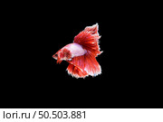 Beautiful half moon red and white Betta splendens, Siamese fighting fish or Pla-kad in Thai popular fish in aquarium. Show off white tail while swimming isolated on black background. Стоковое фото, агентство Ingram Publishing / Фотобанк Лори