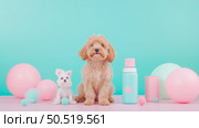 Adorable Poodles with Pastel Balloons and Pet Supplies on a Pink Surface. Стоковое AI-изображение, AI-художник Данила Большаков / Фотобанк Лори