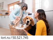Beagle dog staring at the camera in the owner’s arms while the mother was putting clothes into the washing machine. Стоковое фото, агентство Ingram Publishing / Фотобанк Лори