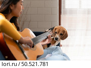 On a weekend, A young Asian woman and her beagle puppy are playing the guitar and singing cheerfully together in the living room of a house. Стоковое фото, агентство Ingram Publishing / Фотобанк Лори