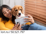 Beagle dog joining the owner’s selfie on the sofa in the living room of the house. Стоковое фото, агентство Ingram Publishing / Фотобанк Лори