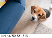 Beagle dogs are intelligent, lively, fun and do not stand still. There is overflowing cuteness. Slightly stubborn but can be trained to obey commands. Стоковое фото, агентство Ingram Publishing / Фотобанк Лори
