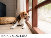 Beagle dogs are intelligent, lively, fun and do not stand still. There is overflowing cuteness. Slightly stubborn but can be trained to obey commands. Стоковое фото, агентство Ingram Publishing / Фотобанк Лори