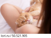Persian cat in owner’s arms gaze warmly. Стоковое фото, агентство Ingram Publishing / Фотобанк Лори