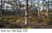 Extraction of natural resin from pine tree trunks in Ovar - Portugal. Стоковое фото, агентство Ingram Publishing / Фотобанк Лори