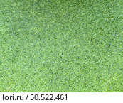 Top view of lemna Minor also known as  duckweed. Стоковое фото, агентство Ingram Publishing / Фотобанк Лори