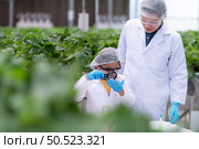 In the closed strawberry garden, a young scientist conducts a strawberry nutrient production experiment with her science class. Стоковое фото, агентство Ingram Publishing / Фотобанк Лори