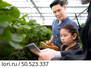 A father and daughter visit an organic strawberry garden on a closed farm. The gardener teaches how to harvest strawberries. Стоковое фото, агентство Ingram Publishing / Фотобанк Лори