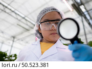 In the closed strawberry garden, a young scientist conducts a strawberry nutrient production experiment with her science class. Стоковое фото, агентство Ingram Publishing / Фотобанк Лори