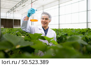 Strawberry nutrition experiments are being conducted by scientists. In the closed strawberry garden. Стоковое фото, агентство Ingram Publishing / Фотобанк Лори