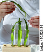 Scientist Examining Plant Extracts in Laboratory, Analysis of Green Botanical Specimens. Стоковое фото, фотограф Аnna Ivanova / Фотобанк Лори