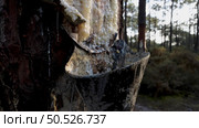 Extraction of natural resin from pine tree trunks in Ovar - Portugal. Стоковое фото, агентство Ingram Publishing / Фотобанк Лори