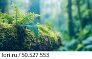 Serene Rainforest: Mossy Log with Lush Ferns in Tranquil Forest Setting. Стоковое AI-изображение, AI-художник Данила Большаков / Фотобанк Лори