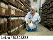 Young asian muslim female scientist doing research at a mushroom factory, examining mushroom leavening agent in a sterile and temperature-controlled room. Стоковое фото, агентство Ingram Publishing / Фотобанк Лори
