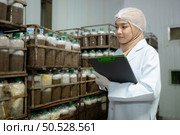Young asian muslim female scientist doing research at a mushroom factory, examining mushroom leavening agent in a sterile and temperature-controlled room. Стоковое фото, агентство Ingram Publishing / Фотобанк Лори