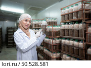 Young asian muslim female scientist doing research at a mushroom factory, investigating the growth of fungi in mushroom lumps. in a sterile and temperature-controlled room. Стоковое фото, агентство Ingram Publishing / Фотобанк Лори