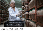 Young asian muslim female scientist doing research at a mushroom factory, investigating the growth of fungi in mushroom lumps. in a sterile and temperature-controlled room. Стоковое фото, агентство Ingram Publishing / Фотобанк Лори