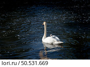 The mute swan with cygnet on the river Liffey on spring time, Celbridge, Ireland. Стоковое фото, фотограф Татьяна Кахилл / Фотобанк Лори
