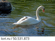 The mute swan with cygnet on the river Liffey on spring time, Celbridge, Ireland. Стоковое фото, фотограф Татьяна Кахилл / Фотобанк Лори