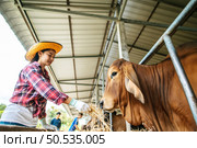 Portrait of Happy Asian farmer woman with bucket of hay feeding cows in cowshed on dairy farm. Agriculture industry, farming, people, technology and animal husbandry concept. Стоковое фото, агентство Ingram Publishing / Фотобанк Лори